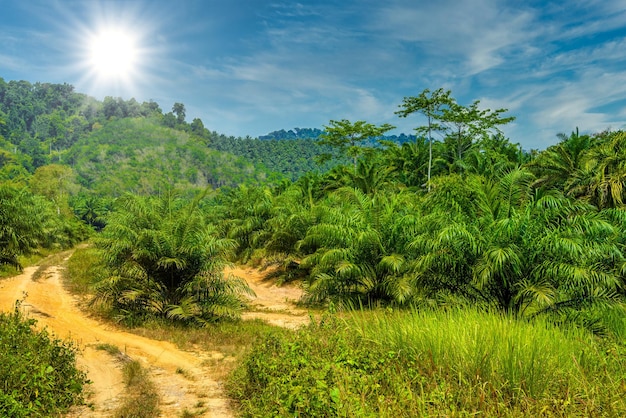 Route de campagne de boue dans les jungles du parc national de Khlong Phanom Kapong