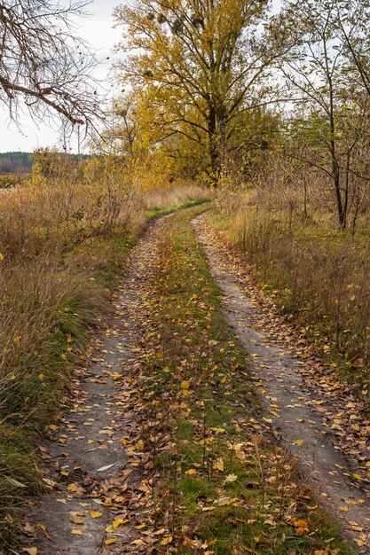 Route de campagne à la campagne avec des arbres un jour d'automne