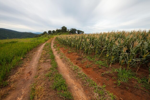 Route de campagne avec champs