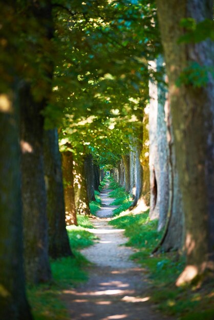 route de campagne coulée allée d'arbre dans