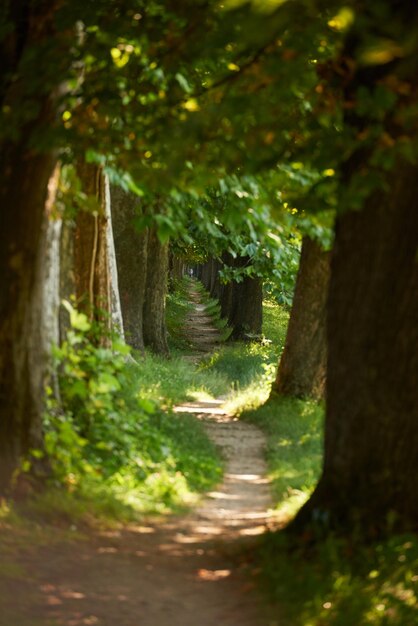 route de campagne coulée allée d'arbre dans