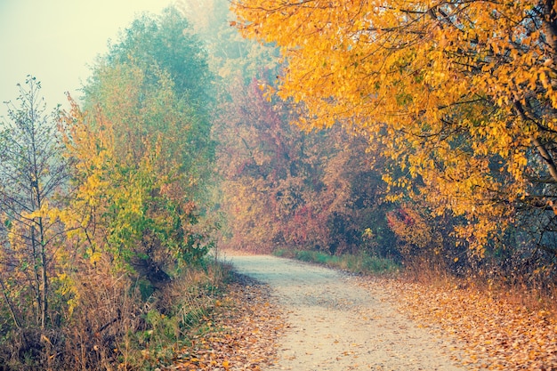 Route de campagne couverte de feuilles tombées dans le matin brumeux d'automne