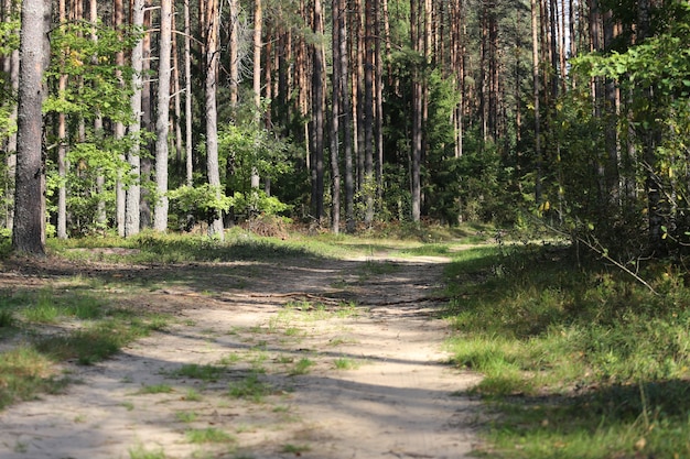 Route de campagne dans un fond de bois