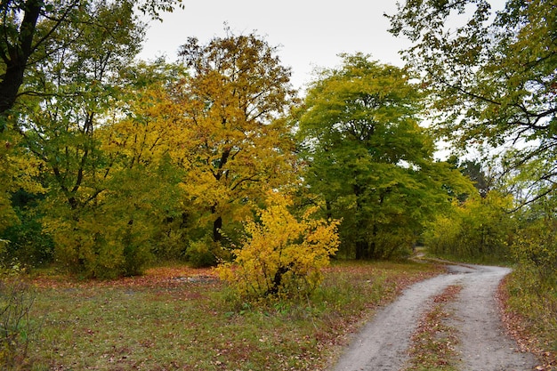 Route de campagne dans la forêt d'automne feuilles jaunes sur les arbres et au sol