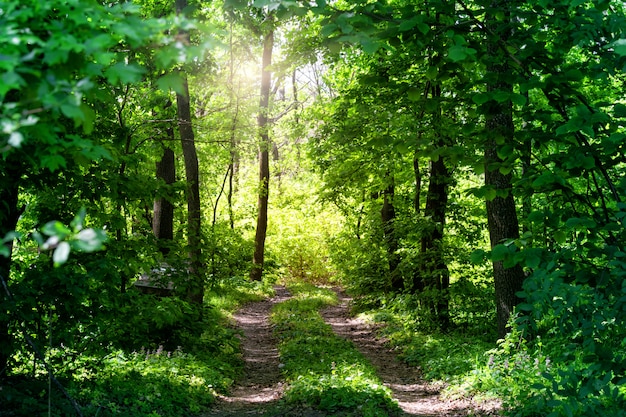 Route de campagne dans la forêt d'été