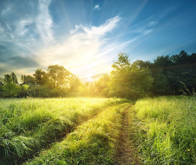 Route de campagne dans l'herbe haute et épaisse