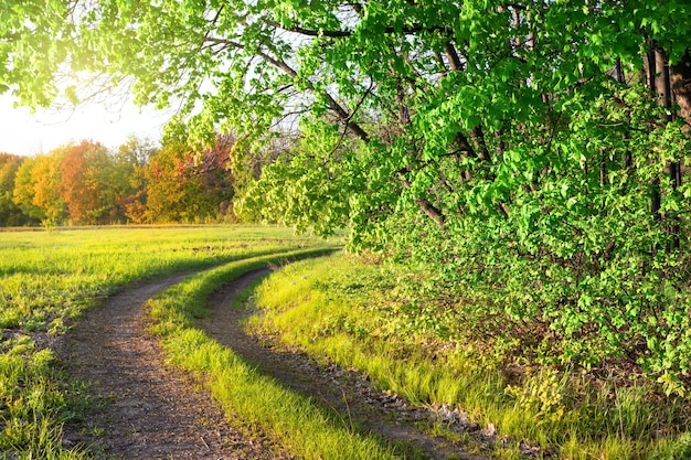 Route de campagne dans un parc d'été