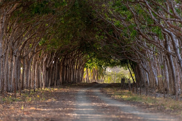 Route de campagne droite et forêt verte en été formant un tunnel Pedasi Panama Amérique Centrale