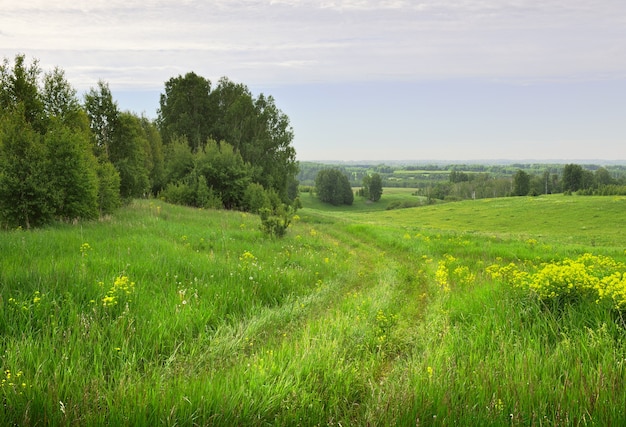 Route de campagne en été Traces de roues dans un pré avec de l'herbe verte et des fleurs sauvages jaunes