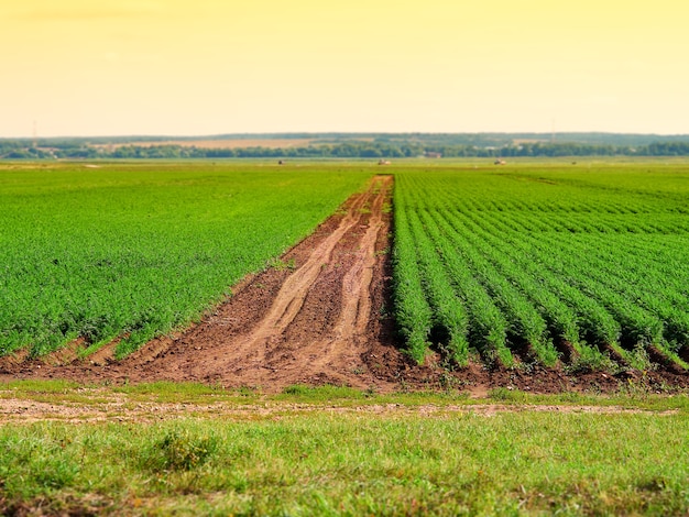 Route de campagne à fond de paysage de champ vert hd