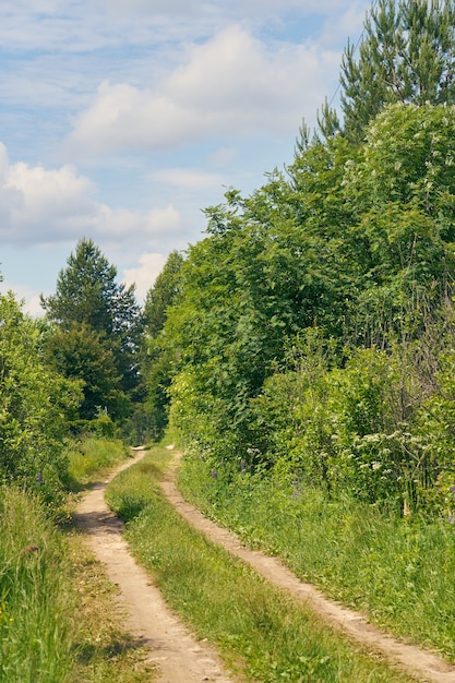 Route de campagne à la lisière de la forêt.