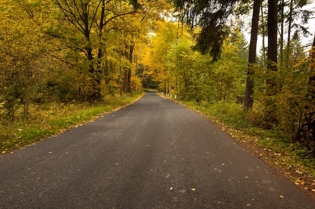 Route de campagne le long des arbres dans la forêt luxuriante