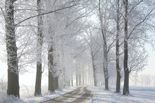 Route de campagne menant parmi les arbres givrés