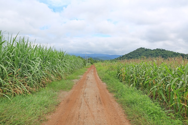 Route de campagne à la montagne en Thaïlande.