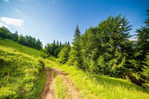 Route de campagne à l'ombre du feuillage vert des arbres par une journée ensoleillée contre un ciel bleu avec des nuages