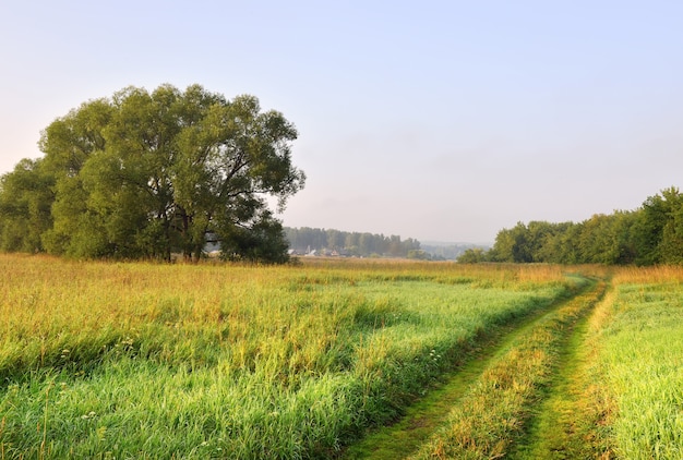 Route de campagne parmi l'herbe et les arbres