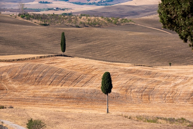 Route de campagne pittoresque avec cyprès parmi les champs d'été jaune en Toscane Italie