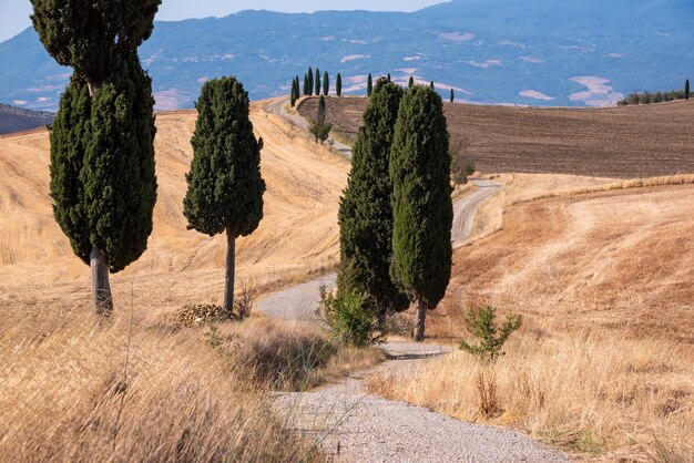 Route de campagne pittoresque avec cyprès parmi les champs d'été jaune en Toscane Italie