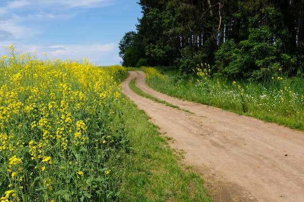 Une route de campagne sinueuse. colza en fleurs. champ jaune de fleurs de colza. photo de haute qualité