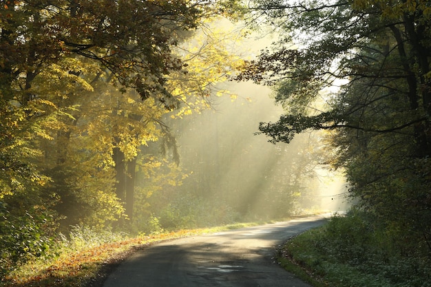 Route de campagne à travers une forêt d'automne à l'aube