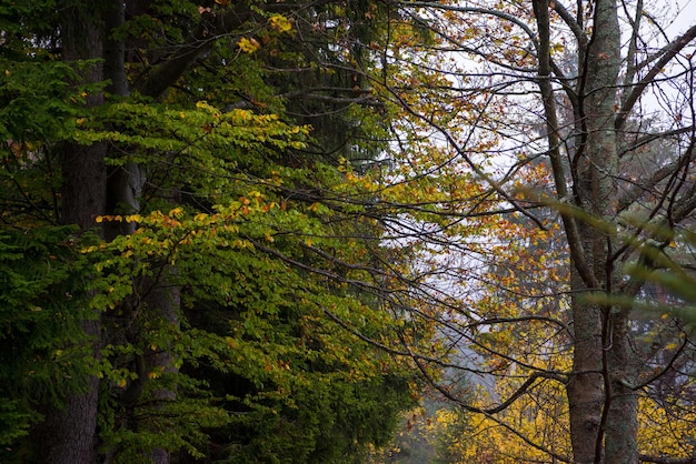 route de campagne à travers la forêt d'automne un matin brumeux