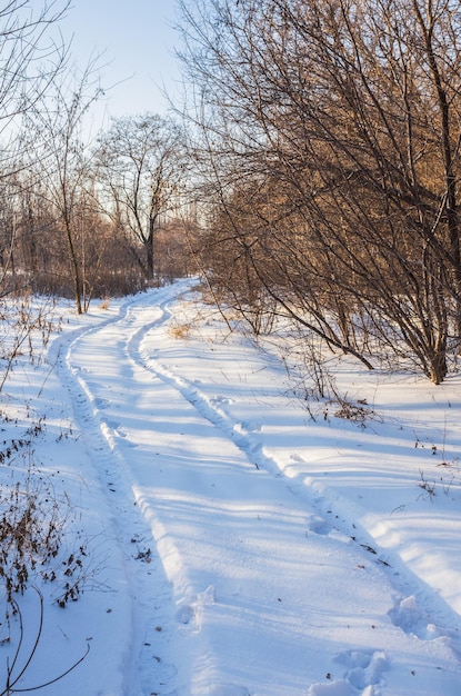 Route de campagne à travers la forêt d'hiver