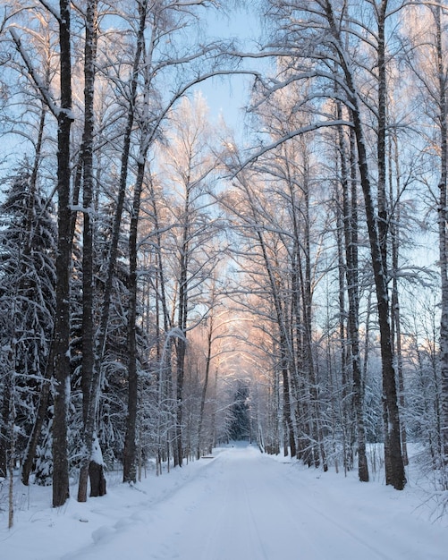 Route de campagne vide dans la forêt d'hiver par beau temps. façon paysage pittoresque. Notion de voyage.