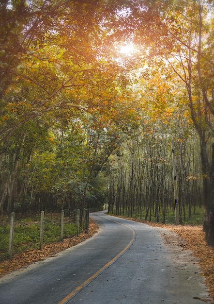 Route avec côté arbres en automne.