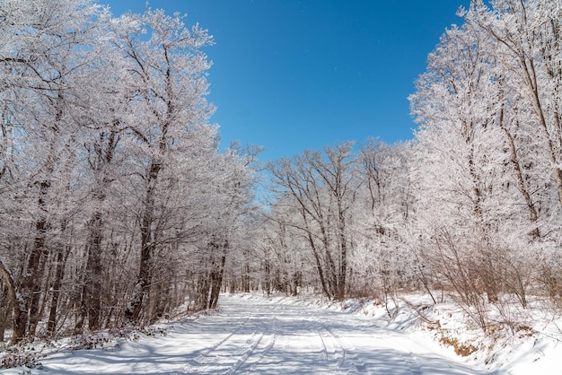 Route couverte de neige dans la forêt d'hiver