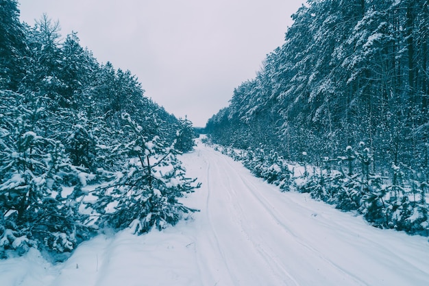 Route couverte de neige dans une forêt de pins