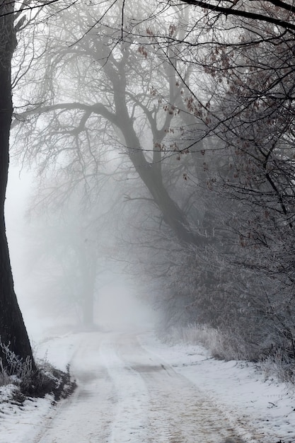 Une route couverte de neige en hiver