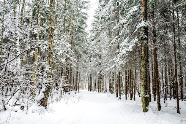 Route couverte de neige à travers les sapins et les bouleaux dans la forêt d'hiver