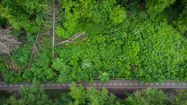 Route cyclable à travers la forêt verte d'été, vue aérienne