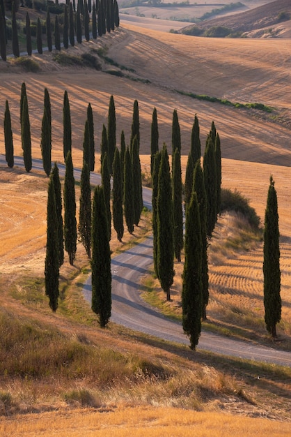 Route avec des cyprès au coucher du soleil en Toscane Italie