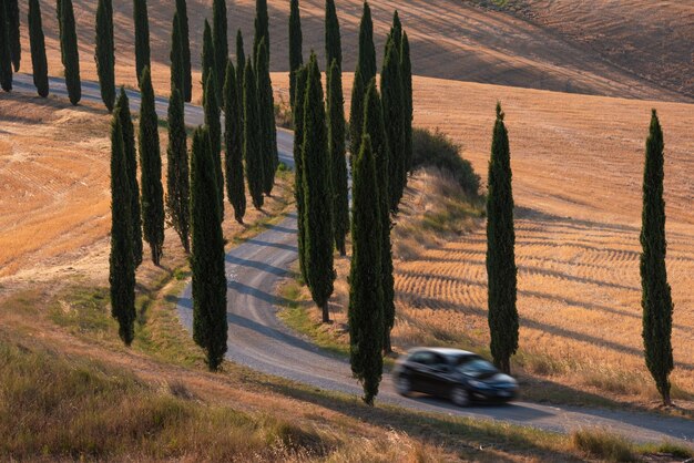 Route avec des cyprès au coucher du soleil en Toscane Italie