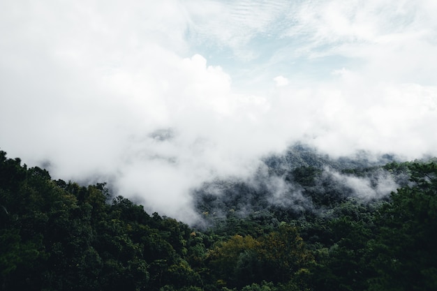 Route dans les arbres de nature de saison des pluies de forêt et voyage de brouillard