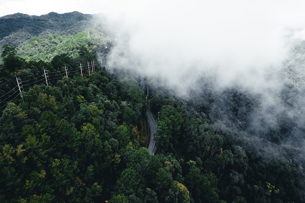 Route dans les arbres de nature de saison des pluies de forêt et voyage de brouillard