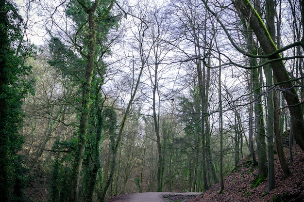 Photo une route dans les bois avec des arbres des deux côtés