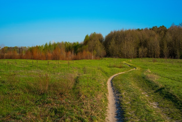 La route dans le champ sur fond de forêt