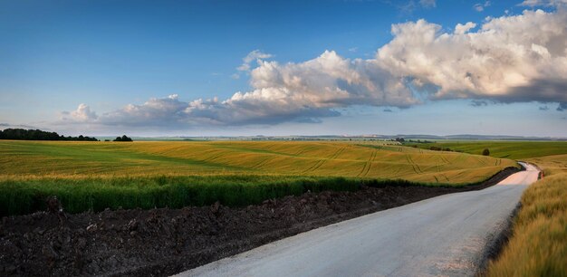 Route dans le champ de seigle beau paysage d'été avec ciel bleu clair du soir et nuages