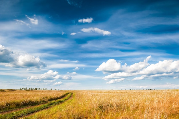 Route Dans le domaine et ciel bleu. Beau paysage d'été