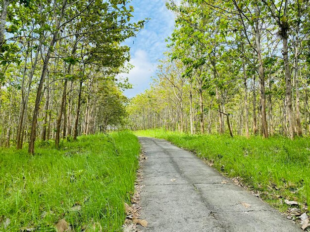 Une route dans la forêt avec des arbres des deux côtés