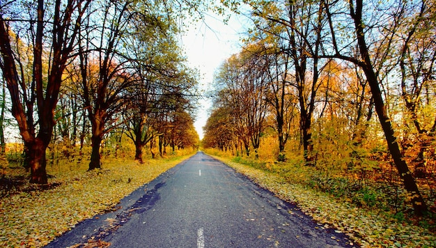 Route dans la forêt automnale