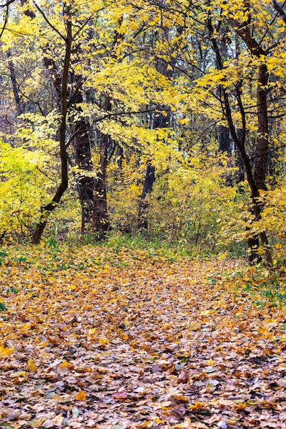 Route dans la forêt d'automne Feuilles jaunes sur les arbres de la forêt Paysage de forêt dorée