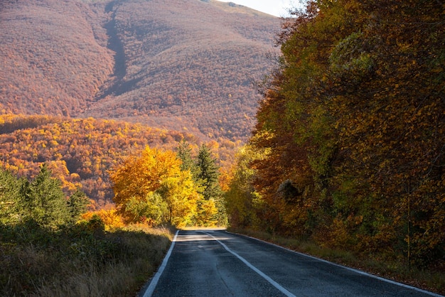 Route dans la forêt d'automne avec paysage saisonnier d'arbres et de plantes colorés