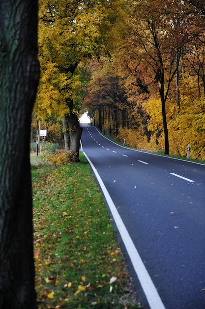 Route dans la forêt, automne