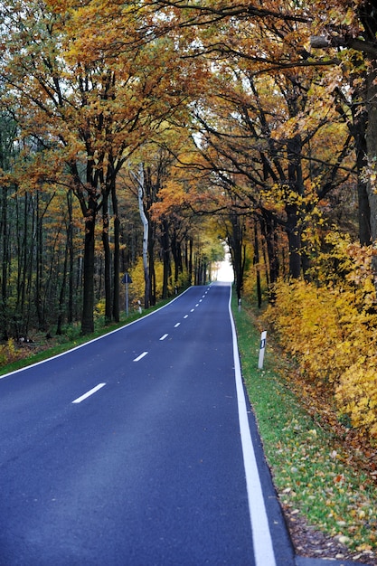 Route dans la forêt, automne