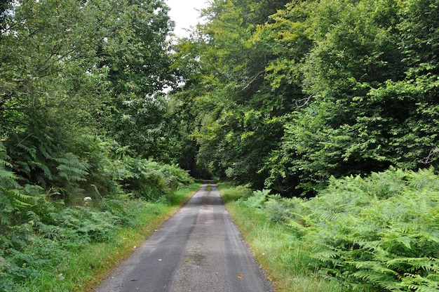 Une route dans une forêt en Bretagne