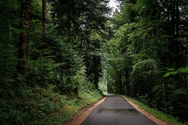 La route dans la forêt d'été ou de printemps. Concept et idée de voyage en voiture et en vacances