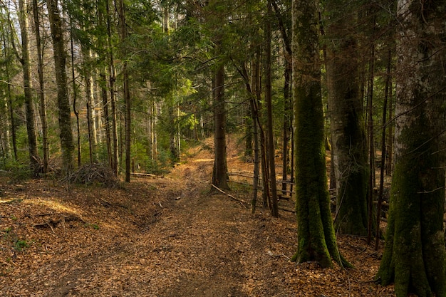 Route dans la forêt. Forêt de pins dense.